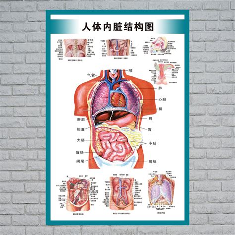 內臟有哪些|五臟六腑